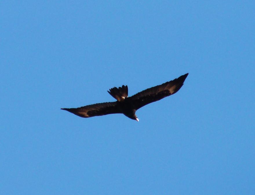 An eagle in flight beneath a blue sky