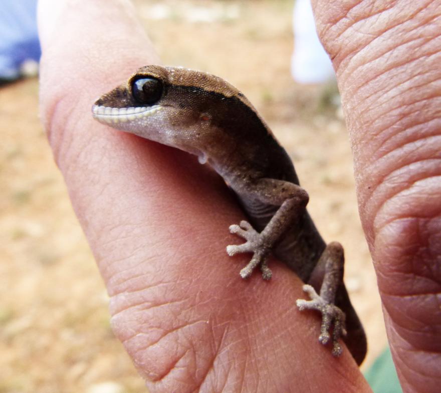 A tiny brown gecko perching on a finger