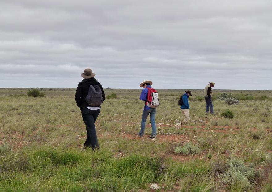 4 people spread out to search for meteorites in a grassy plains environment