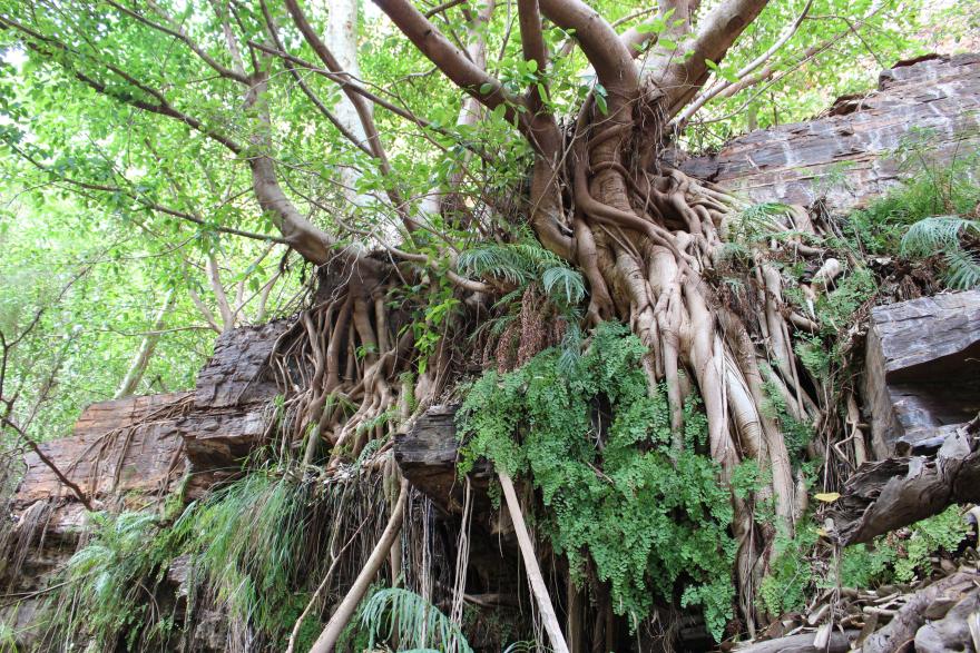Large sprawling fig trees growing along a rock ledge