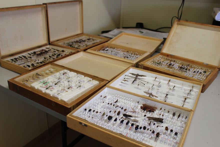 An array of insects pinned on special boards in a Museum environment