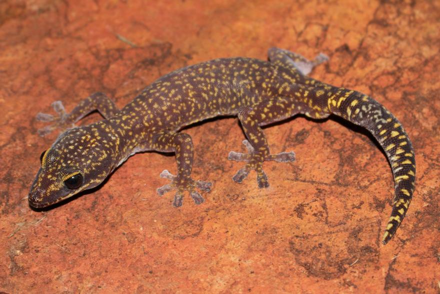 A brown gecko covered in small yellow spots, sitting on reddish coloured rocks