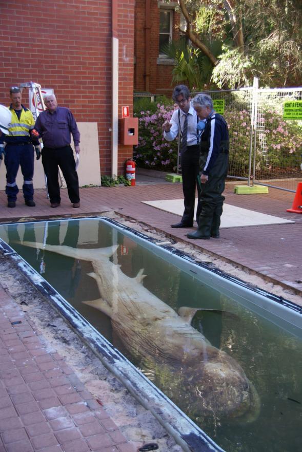 People inspecting Megamouth in its old tank on Museum grounds