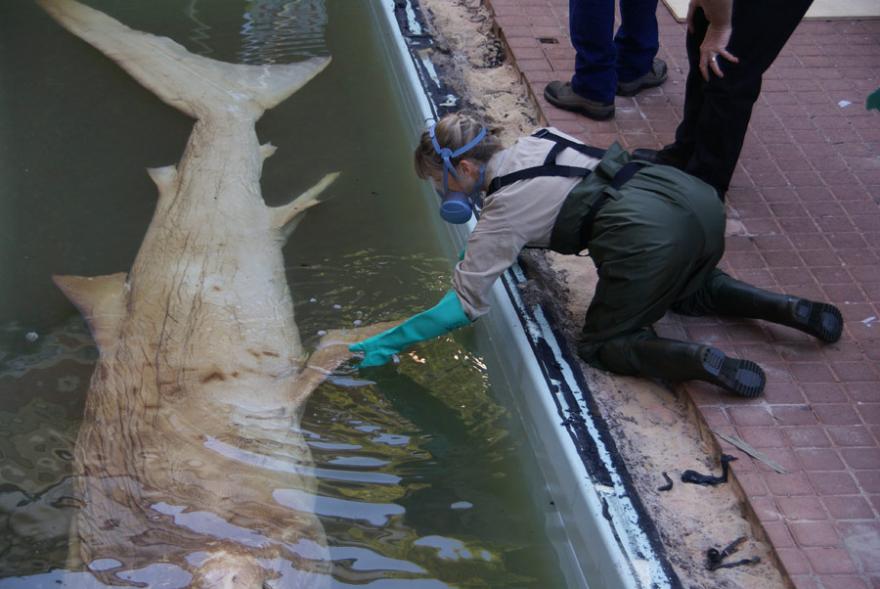 A person wearing a face mask works to release a megamouth shark from its stabilising frame in its old tank