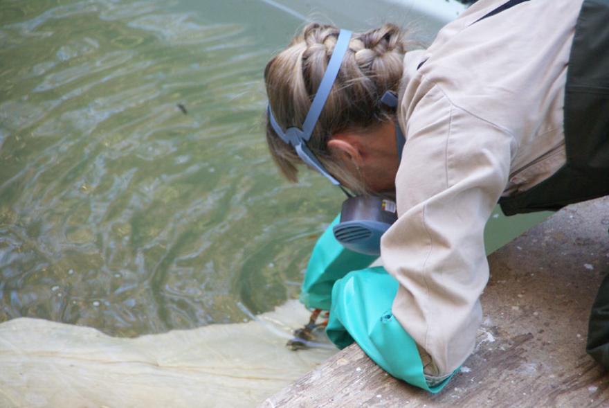 A person wearing a face mask works to release a megamouth shark from its stabilising frame in its old tank