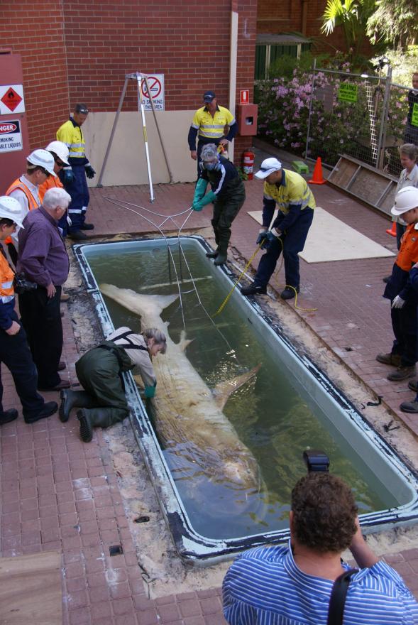 A group of people working to release a megamouth shark from its stabilising frame