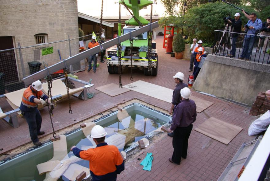 A sling being positioned in a tank in order to move a megamouth shark