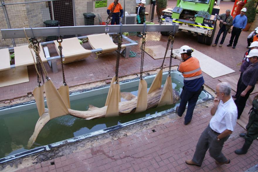 A sling being positioned in a tank in order to move a megamouth shark