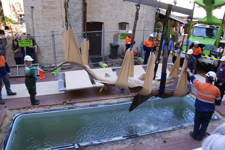 Lifting a megamouth shark out of its tank so it can be moved onto a custom-built frame