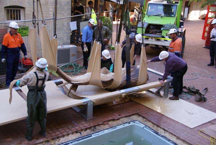 People assisting to lift a megamouth shark out of its old tank and onto a custom-built frame for it to be moved.