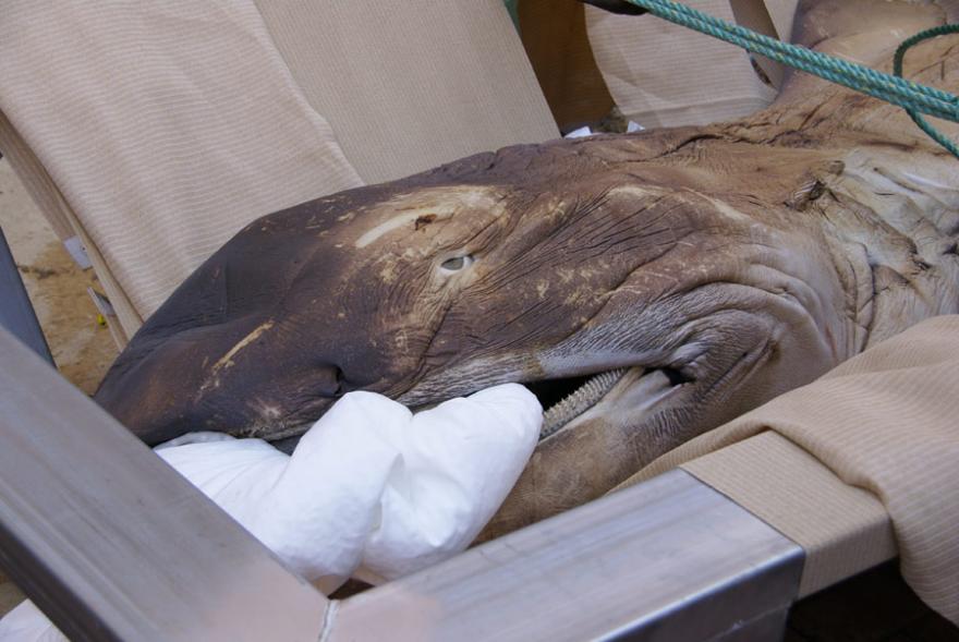 A megamouth shark