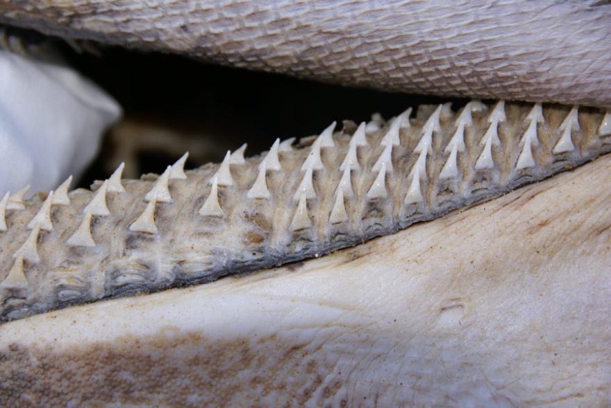 Megamouth shark teeth