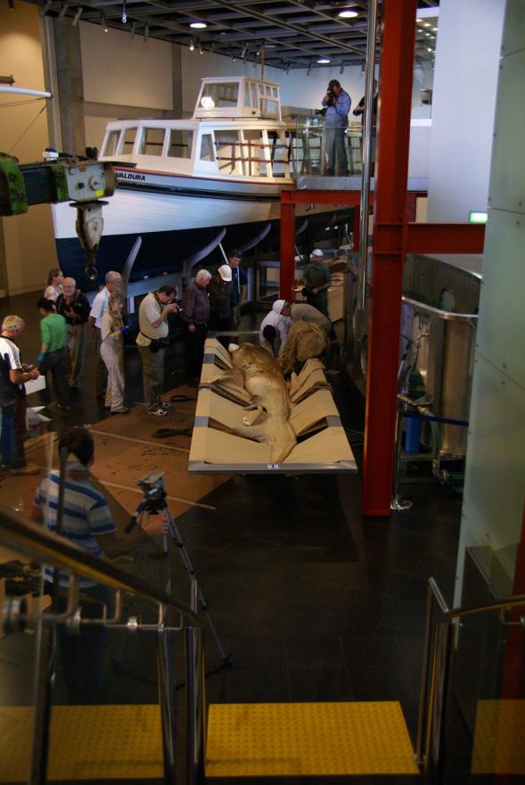 People work as a megamouth sharks waits to be moved into its new display tank