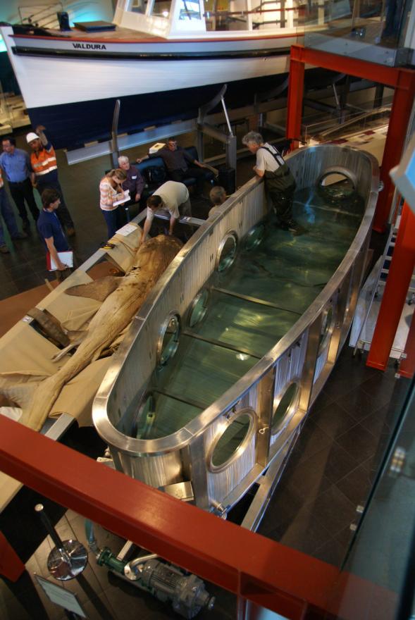 People working to prepare a megamouth shark for the move into its new display tankPreparing Magemouth for the move
