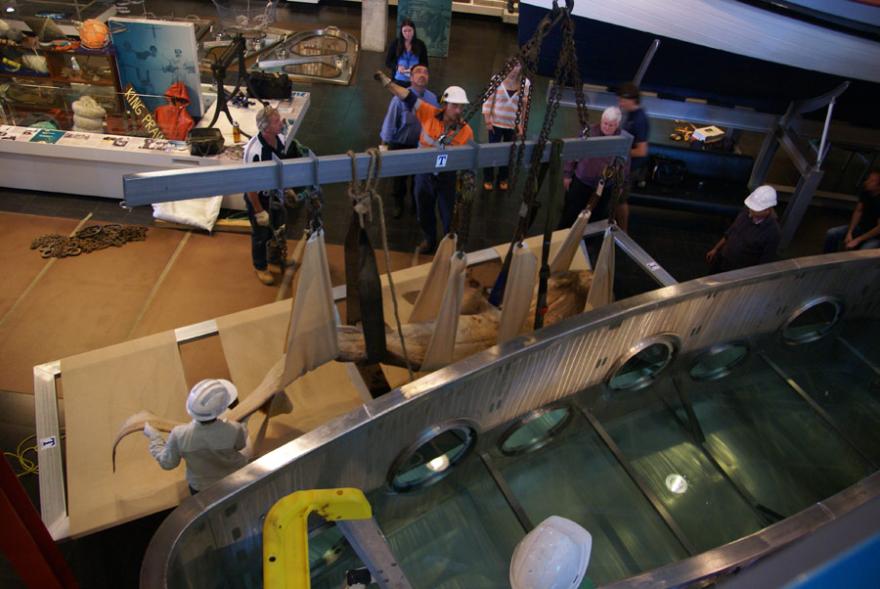 People assist to move megamouth into its custom built display tank