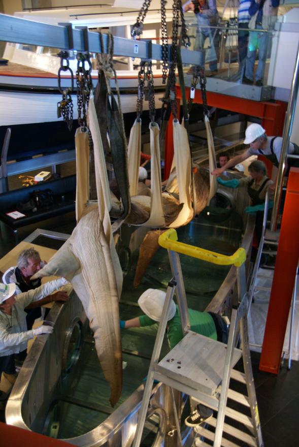 A megamouth shark is lowered by a crane into its new custom-built display tank