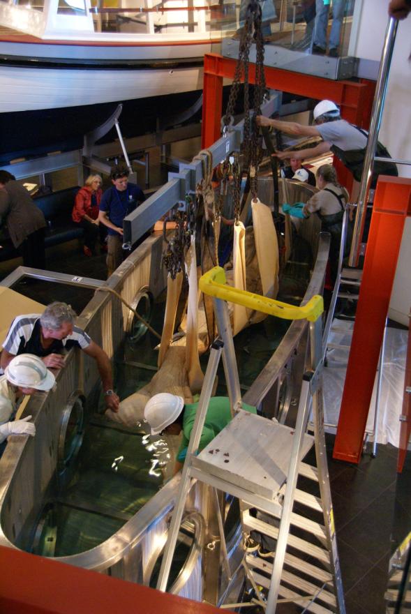 A megamouth shark is lowered by a crane into its new custom-built display tank