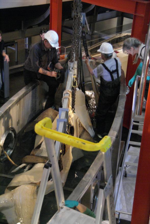 A megamouth shark is lowered by a crane into its new custom-built display tank