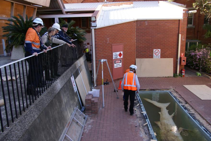 People inspecting Megamouth in its old tank on Museum grounds