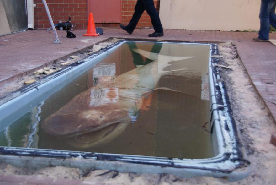 Megamouth in its old below-ground tank on Museum grounds