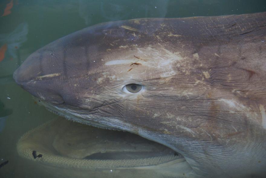 A megamouth shark's face