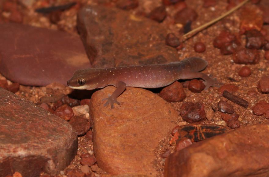 A smooth gecko with tiny spots blending into reddish brown rocks