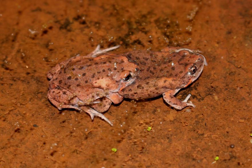 Two spotty reddish toadlets in shallow water