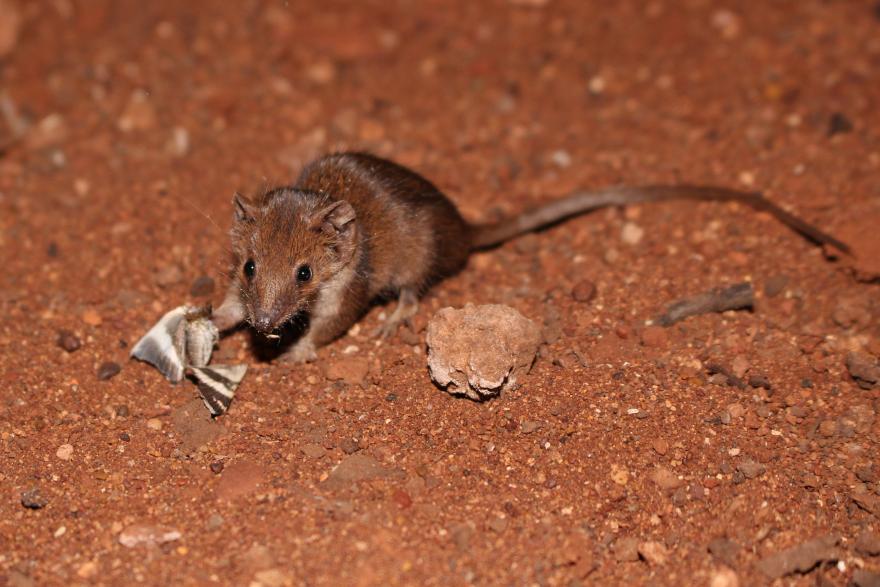 A tiny marsupial with a long tail eats a moth on the red dirt ground