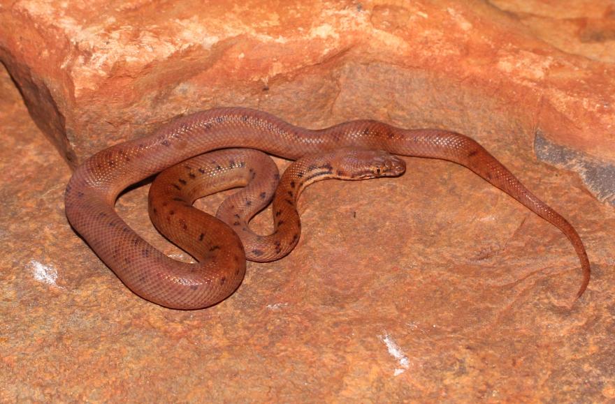 A reddish brown snake with dark spots on red rocks
