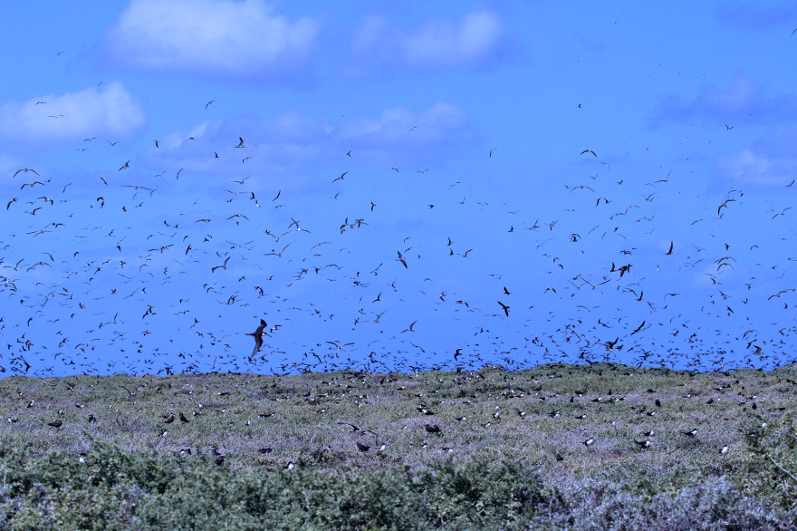 Sea birds flocking and flying beneath a blue sky, above a scrubby, brushy island