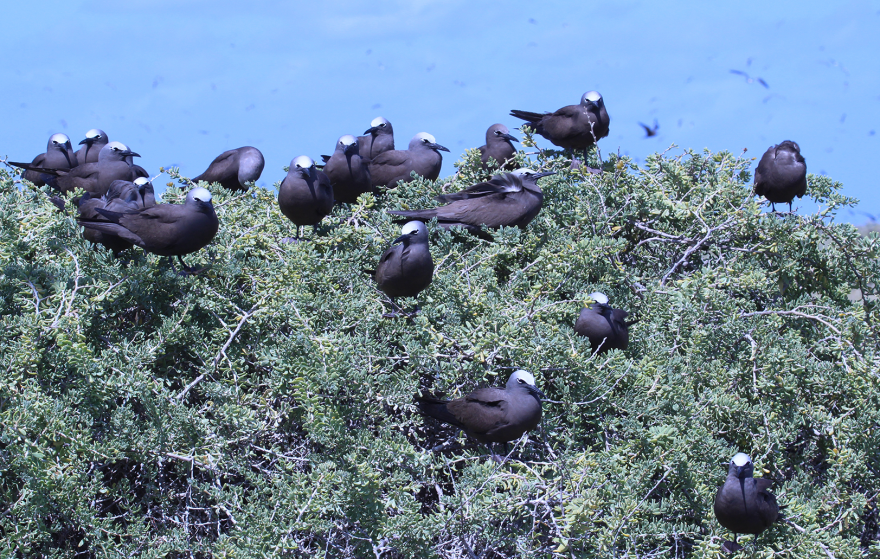Dark-bodied sea birds with white heads nest in a brushy tree