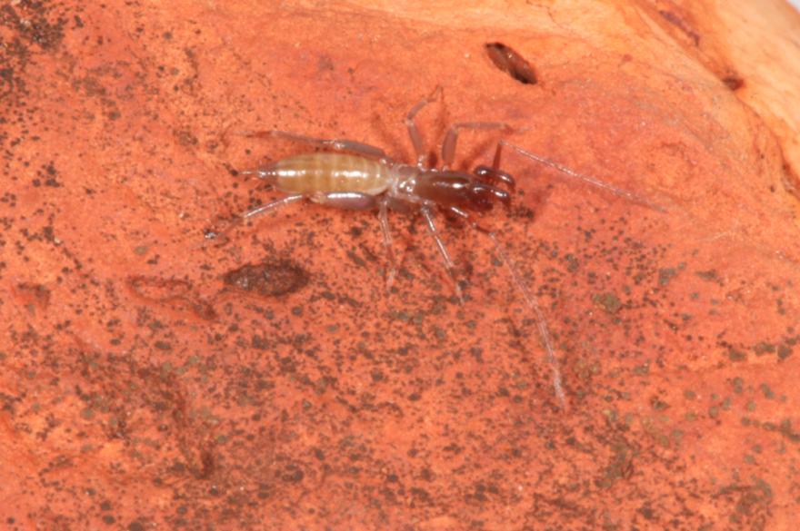 A brownish coloured schizomid