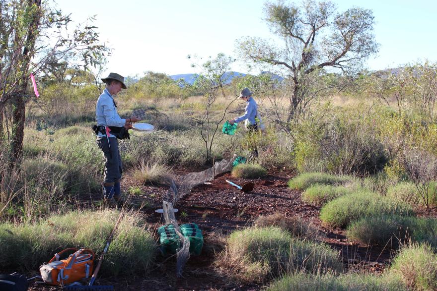 Scientists check pit and funnel traps in a shrubby landscape
