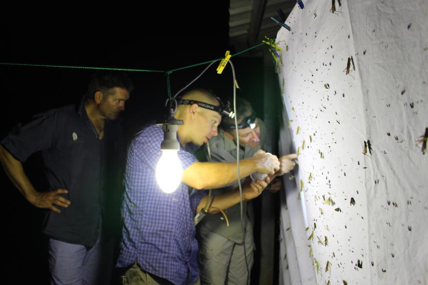Three people, two wearing head torches, examine hanging white sheets covered in insects and bugs at night