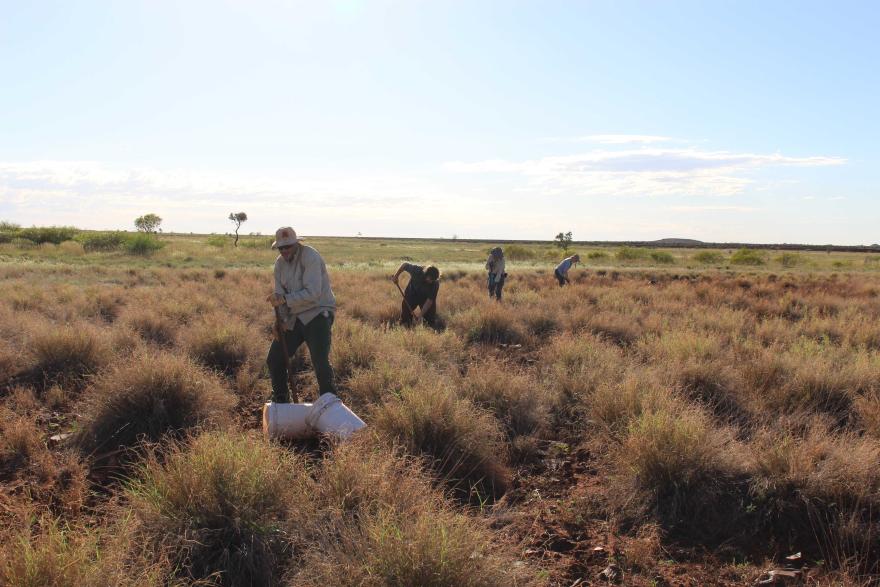 Scientists inspect traps in a grassland environment
