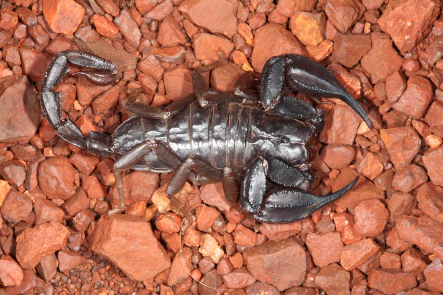 A large, black, shiny scorpion
