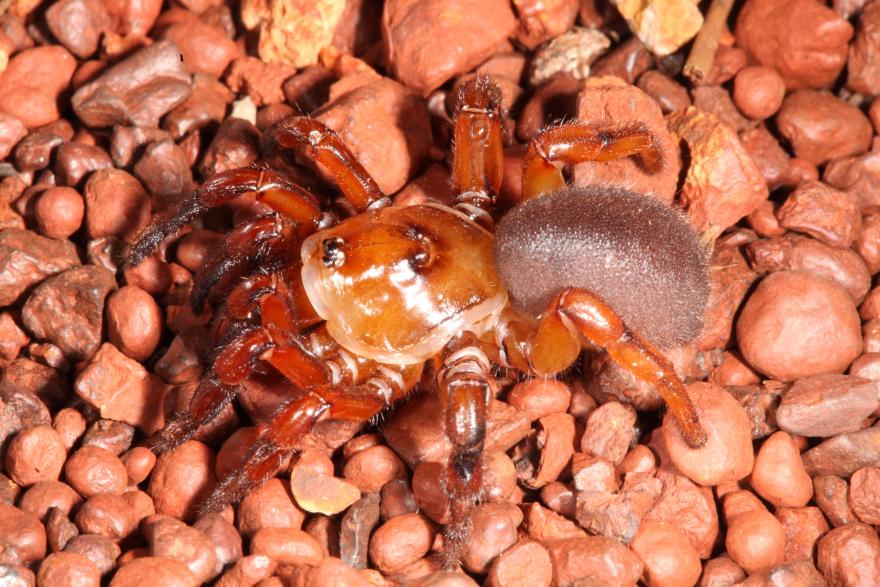 A large, reddish and brown spider with thick body and legs