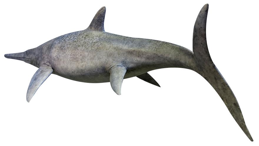 Model of an ichthyosaur (view from behind) with a streamlined grey body, long snout, and crescent-shaped tail.