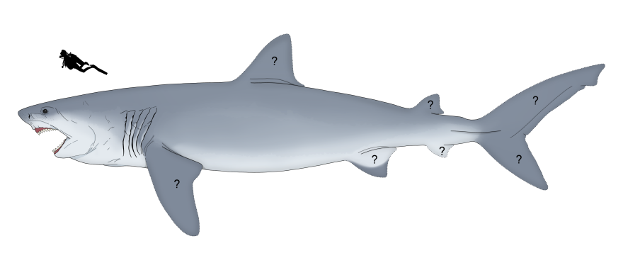 Illustration highlighting research findings redefining shape of megalodon