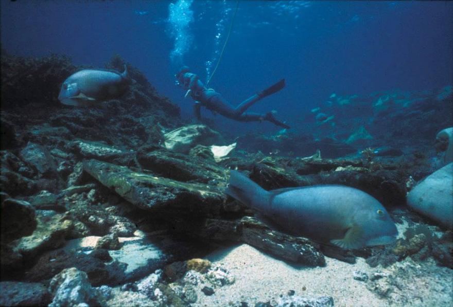 Scuba diver swimming near large parrotfish over a rocky seabed in clear blue water.