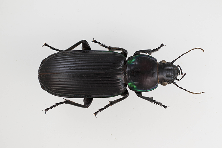 Overhead close-up of a black ground beetle with iridescent green highlights on its thorax. The beetle is displayed against a plain white background.