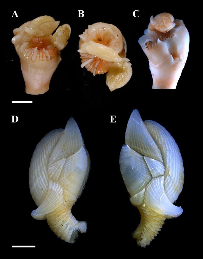 CT Scans of deep-sea barnacle attached to host coral