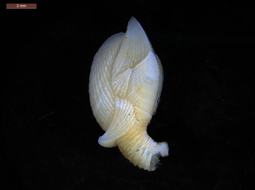 Holotype of Amigdoscalpellum calicicolum