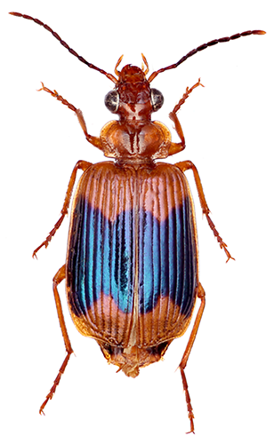 Close-up dorsal view of a ground beetle (Carabidae) exhibiting a striking iridescent blue-green and reddish-brown elytra.