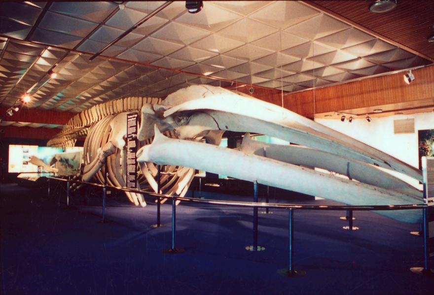 Whale skeleton displayed in a museum with a geometrical ceiling backdrop and deep blue carpeted floor.