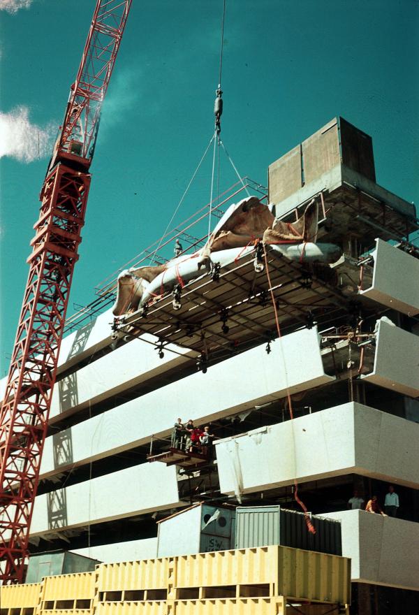 A crane lifting a whale skeleton near a partially constructed building with workers observing.