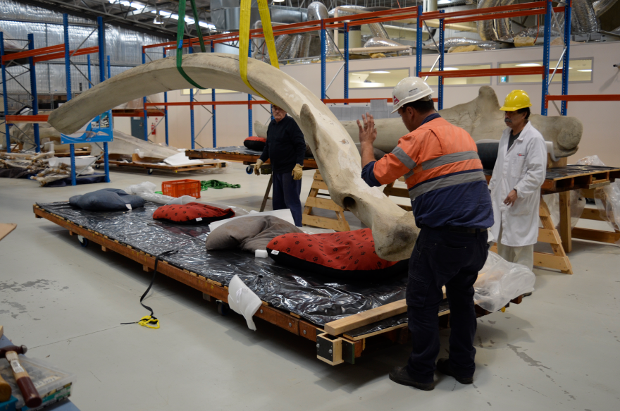 Large blue whale bone being weighed on a large scale in a warehouse