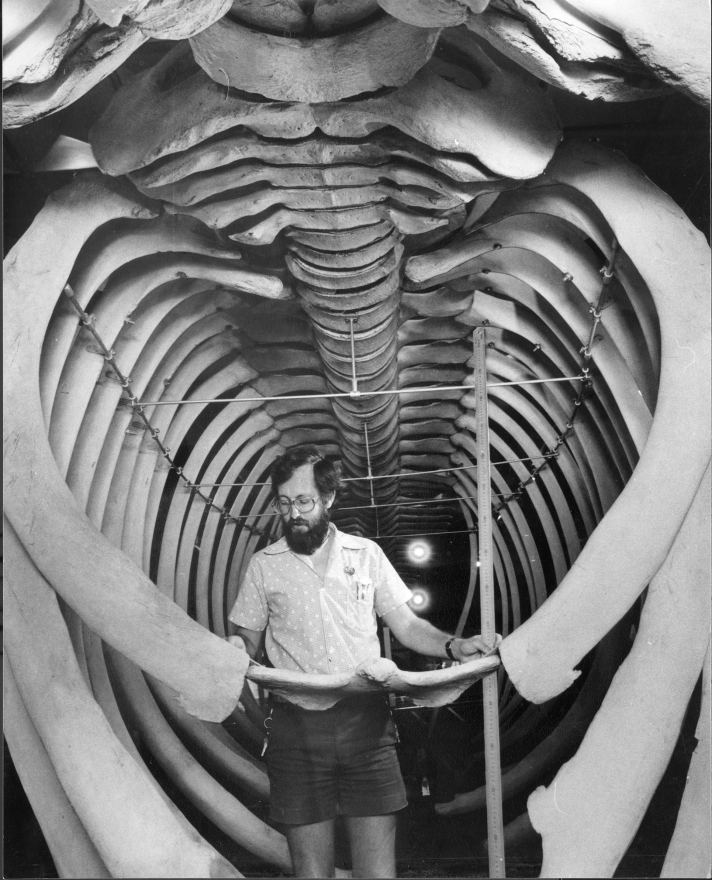 Black and white image of a person assembling a blue whale skeleton