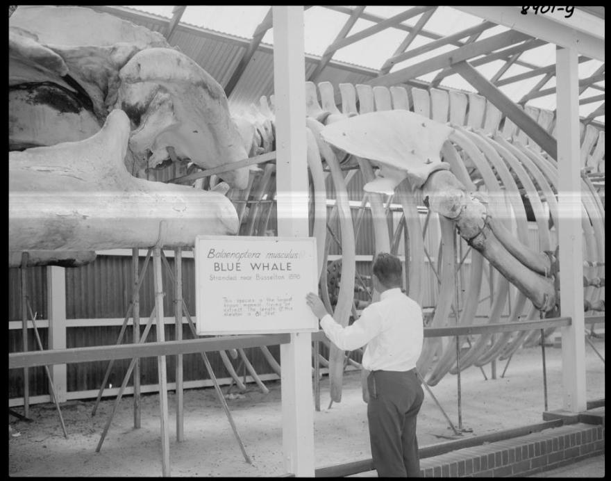Man observing a large blue whale skeleton in a covered display area. A sign reads 'Balaenoptera musculus (L) BLUE WHALE Stranded near Busselton 1898 This species is the largest animal that has ever lived attaining a length of over 90ft.'