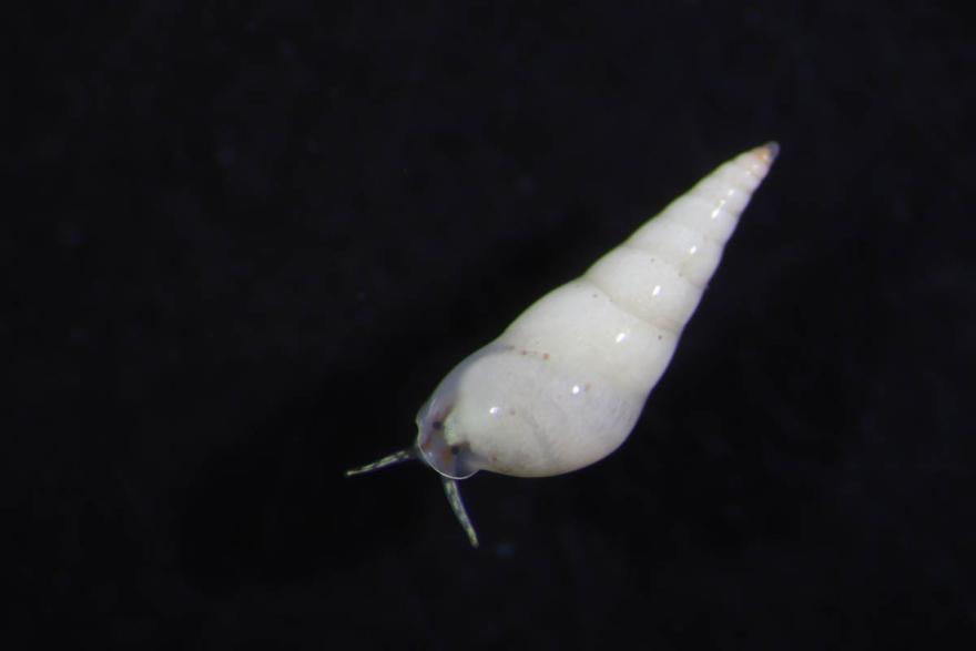 A tiny white snail, Vitreobalcis tripneusticola, with a long tail resting on a black surface